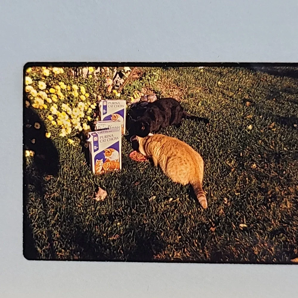 Lot of 29 Slides Various Cats‎ Photos 1959 Through 1973 Mixed Lot